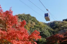 【紅葉・見ごろ】岐阜公園・金華山・岐阜城 2026