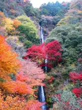 【紅葉・見ごろ】五宝滝 2026