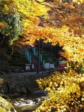 【紅葉・見ごろ】伊勢山上飯福田寺 2026