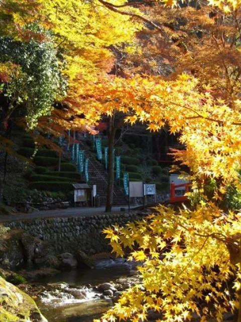【紅葉・見ごろ】伊勢山上飯福田寺 2026