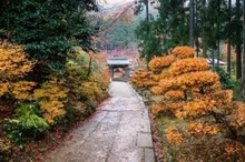 【紅葉・見ごろ】近江孤篷庵 2026