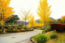 【紅葉・見ごろ】旭運動公園 2026