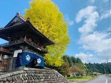 【紅葉・見ごろ】西教寺の大銀杏 2026