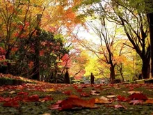 【紅葉・見ごろ】ほとけばら遊園 2026