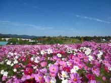 越後丘陵公園のコスモスまつり 2026