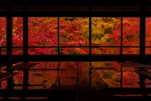 瑠璃光院の紅葉 2026