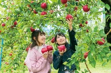 沼田市　りんご狩り 2026