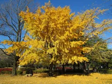 猿江恩賜公園の紅葉 2026