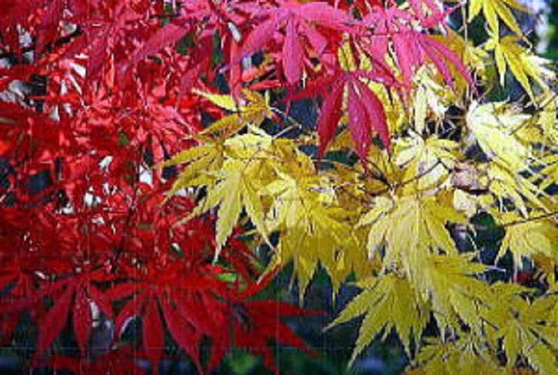 奈良カエデの郷ひららの紅葉 2026