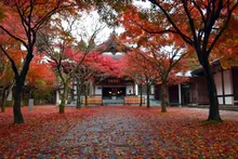 呑山観音寺の紅葉 2026