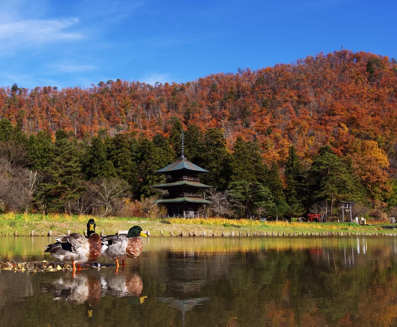 まほろば古の里 歴史公園の紅葉 2026