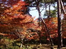 静岡県立森林公園の紅葉 2026