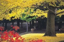 奈良公園の紅葉 2026