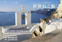 大井康平の世界ねこ旅～ギリシャ編 2026
