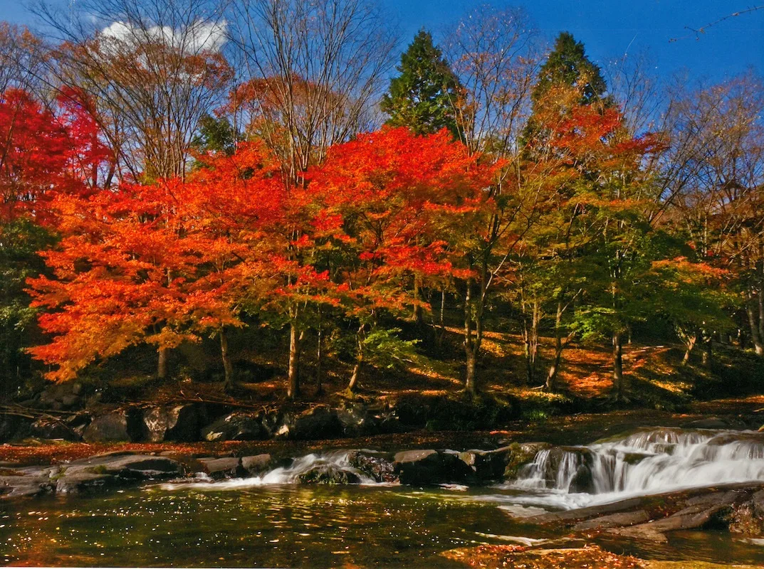 遊水峡の紅葉 2026