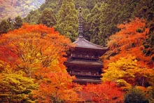 高源寺の紅葉 2026