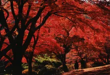 花と歴史の郷 蛇の鼻の紅葉 2026