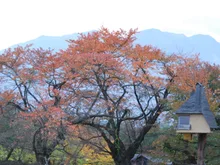 清春芸術村周辺の紅葉 2026