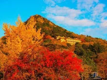 【紅葉・見ごろ】太郎坊宮・阿賀神社 2026
