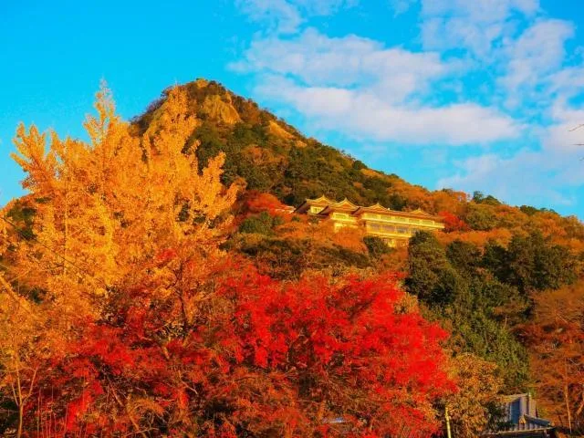 【紅葉・見ごろ】太郎坊宮・阿賀神社 2026