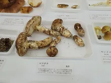 野生きのこ展 2026