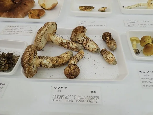 野生きのこ展 2026