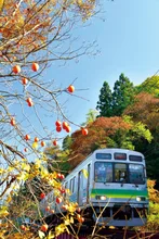 秩父鉄道の紅葉 2026