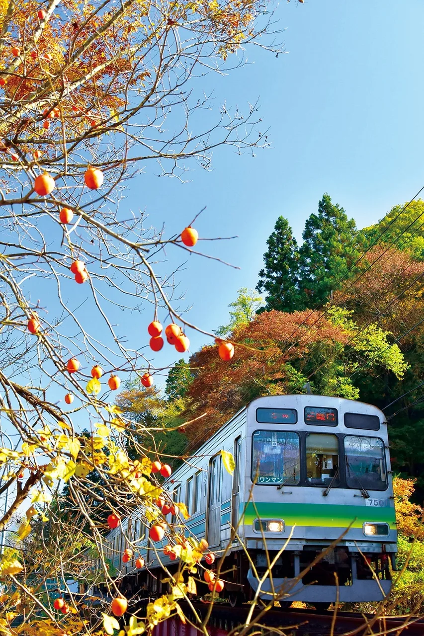 秩父鉄道の紅葉 2026