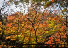 夏井川渓谷の紅葉 2026