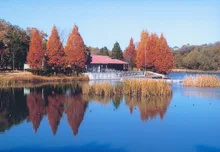 とちぎわんぱく公園の紅葉 2026