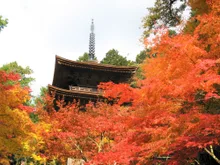 湖東三山 金剛輪寺の紅葉 2026