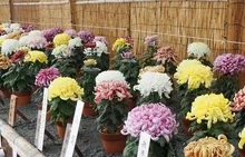第49回兵庫県連合菊花展覧会 2026