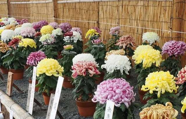 第49回兵庫県連合菊花展覧会 2026