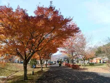 碓氷峠鉄道文化むらの紅葉 2026
