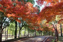 千葉県立柏の葉公園の紅葉 2026