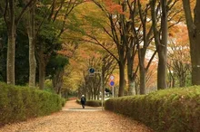 【紅葉・見ごろ】若宮公園・森の里 2026