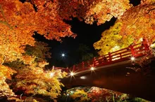 弥彦公園もみじ谷のライトアップ 2026