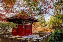 【紅葉・見ごろ】三井寺（園城寺） 2026