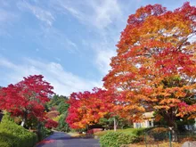 広島県緑化センターの紅葉 2026
