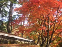 福満虚空藏菩薩圓藏寺の紅葉 2026