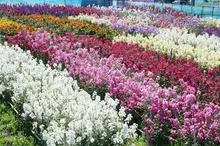 【花・見ごろ】白間津の花畑 2027