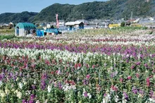 【花・見ごろ】千田の花畑 2027