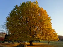 光が丘公園の紅葉 2026