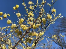 【花・見ごろ】郷土の森 ロウバイ 2026