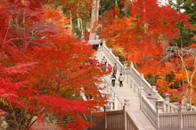 法多山 尊永寺の紅葉 2026