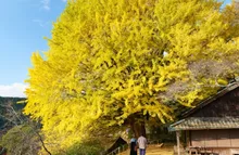 【紅葉】福定の大銀杏 2026