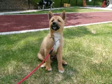 動物愛護センター 譲渡犬の里帰り 2026