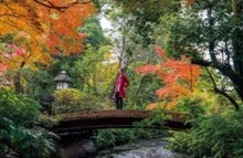 【紅葉・見ごろ】金鱗湖 2026