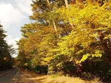 【紅葉・見ごろ】県道1号線 2026