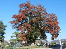 東根の大ケヤキの紅葉 2026